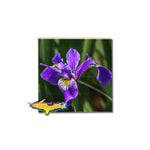 Wild Iris Flower Coasters for Home Kitchen decor