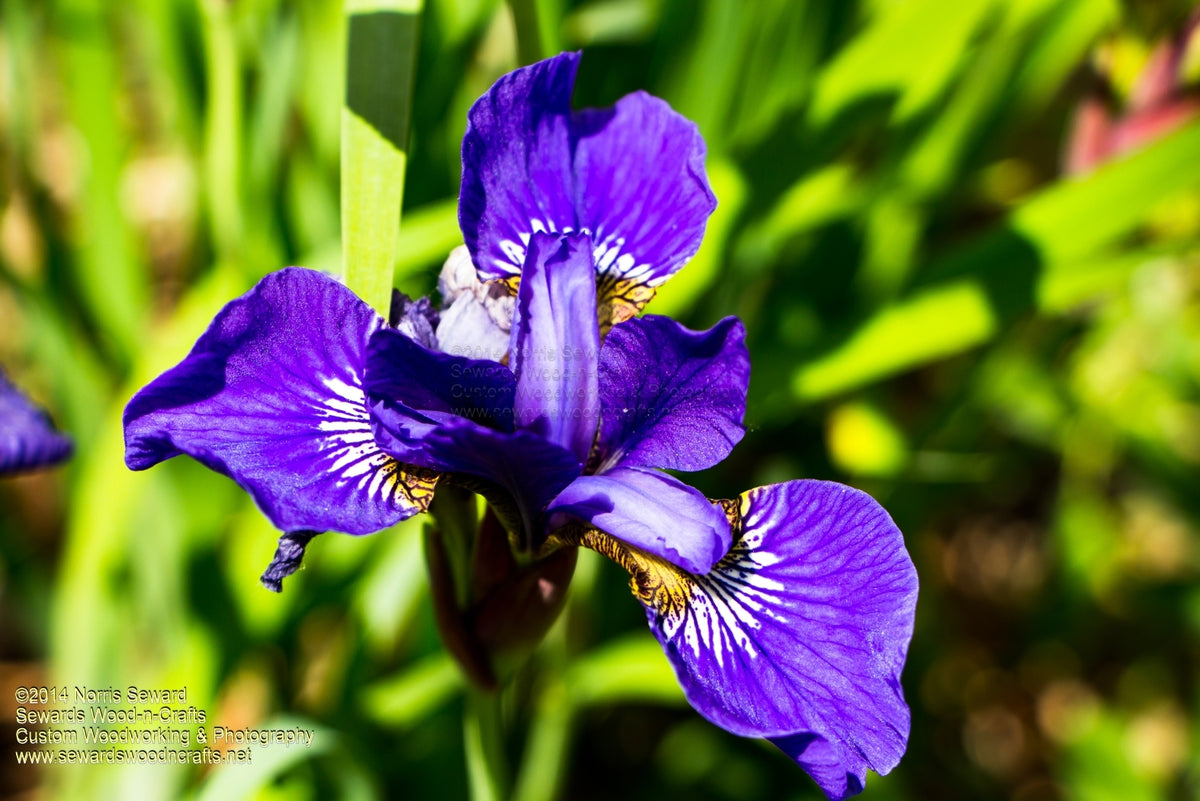 Flower Iris -8408 – Seward's Wood-n-Crafts/Michigan Photography