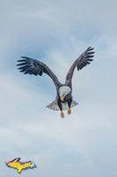 Michigan Wildlife Photography Bald Eagle in flight