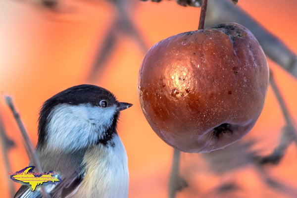 Michigan Wildlife Photography Chickadee looking at an apple
