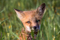 Red Fox Michigan Wildlife Photos For Sale 