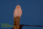 Michigan Photography Snowy Owl In The Night Michigan Wildlife Photos