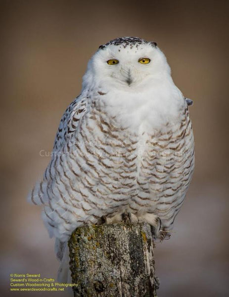 Snowy Owl Photo For Sale Michigan Upper Peninsula Photography By Norris Seward