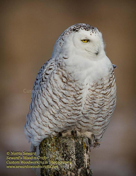 Snow Owl Photo Image Michigan Wildlife Photography At Great Prices
