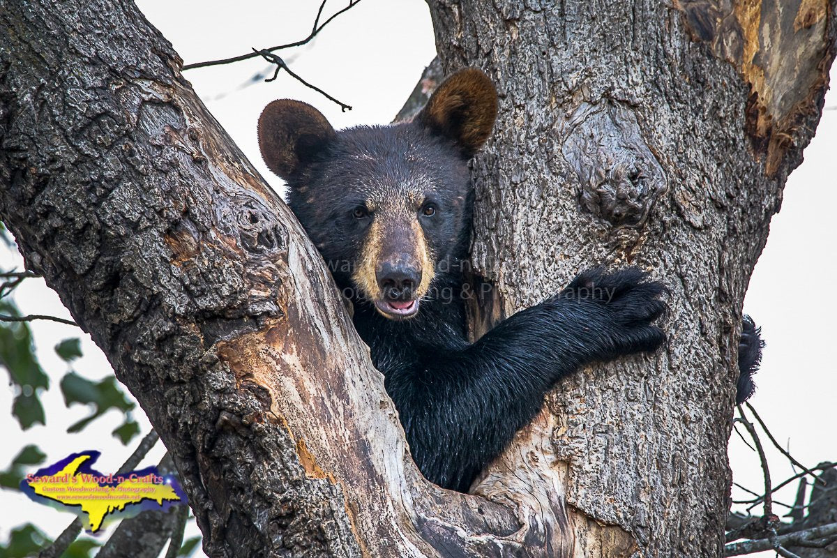 Michigan Wildlife – Seward's Wood-n-Crafts/Michigan Photography/Yooper ...