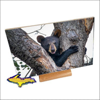 Wildlife Bear Cub-1260 ~ Michigan Photo Tiles & Gifts