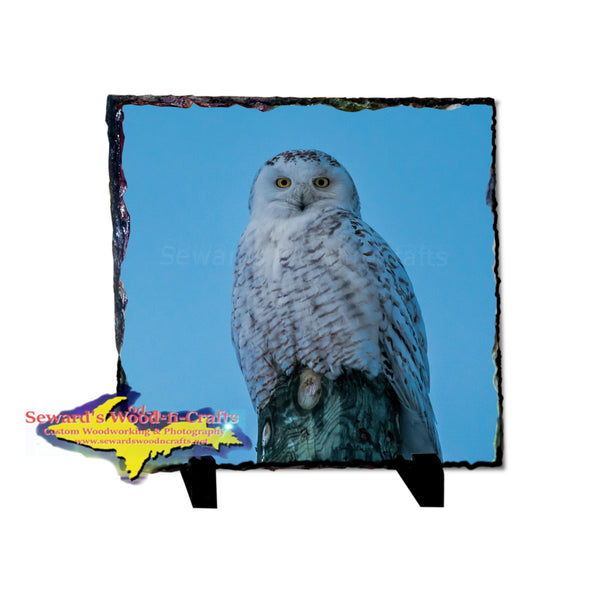 Snowy Owl 8x8 Rustic Photo Slate Great Wildlife gifts & Collectibles