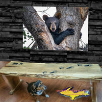 Wildlife Bear Cub-1260 ~ Photography Home Decor