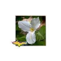 Spring time Trilliums on a beautiful vivid tile coasters & trivets