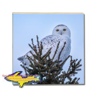Snowy Owl Drink Coasters Michigan Made Wildlife Gifts & Collectibles