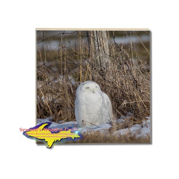Wildlife Tile Drink Coaster Snowy Owl Wildlife Photo Gifts And Collectibles  