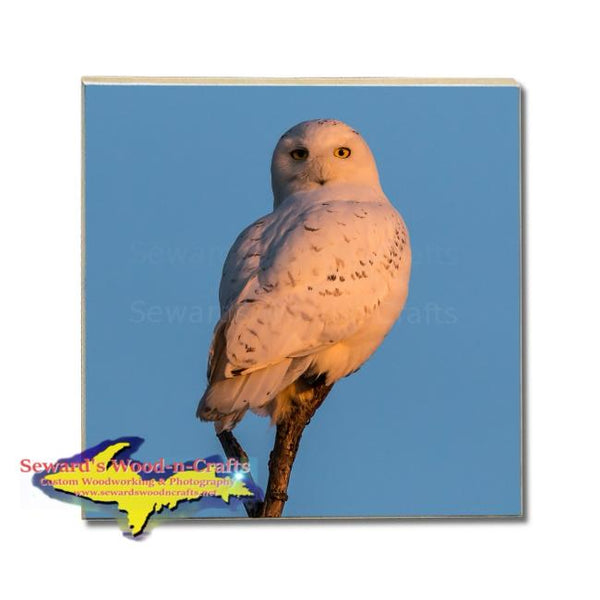 Michigan Made Drink Coasters Snowy Owl Wildlife Gifts & Collectibles