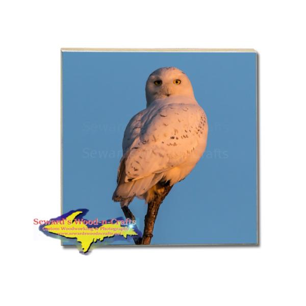 Wildlife Drink Coaster Snowy Owl Build Your Own Coaster Set With These Amazing Coasters