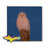 Michigan Drink Coasters Wildlife Snowy Owl Michigan Made