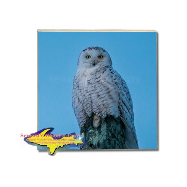 Wildlife Tile Drink Coaster Snowy Owl Coasters & Trivets Best Prices