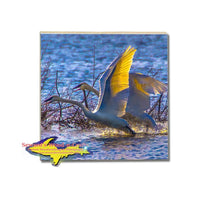  Swans at Seney National Wildlife Refuge Michigan Made Drink Coasters