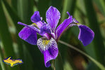 Michigan Photography Wild Iris Flower Photo