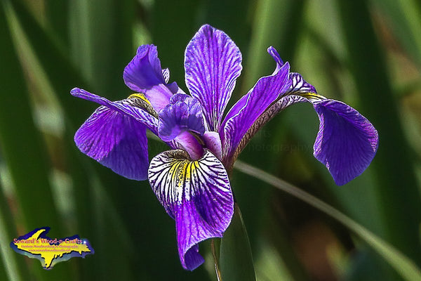 Iris Flower Essence - Freedom Flowers® LLC