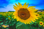 Sunflowers Michigan Nature Photos For Sale