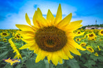 Michigan Photography Sunflowers Nature Photos