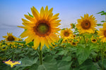 Sunflowers Michigan Nature Photos