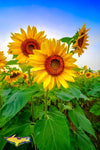Michigan Photography Sunflowers