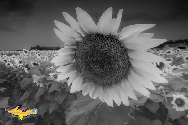 Sunflowers Black & White Photography