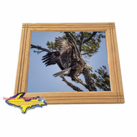 Michigan's Upper Peninsula Wildlife Framed Photo Eagle Landing 