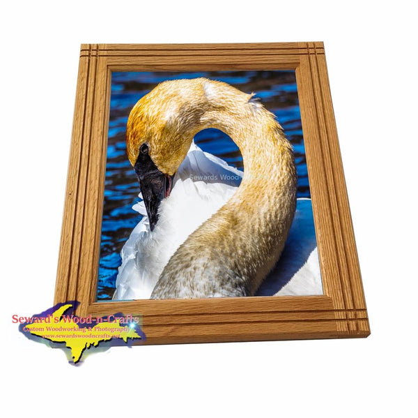 Trumpeter Swan Seney National Wildlife Refuge Framed Photo Wall Art