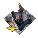 Bear Cub-1260 ~ Michigan's Wildlife Photography Wall Art
