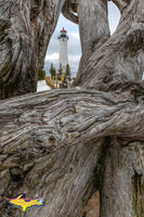 Michigan Landscape Photography Crisp Point Lighthouse Driftwood