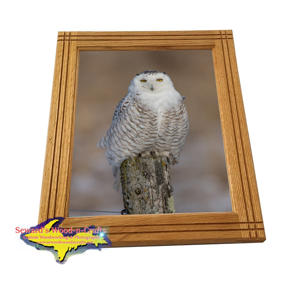 Michigan's Upper Peninsula Wildlife Snowy Owl Pictures For Yooper Gifts