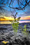 Michigan Royalty Free Stock Images Pictured Rocks Fern Sunset