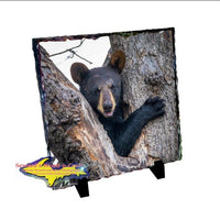 Wildlife Bear Cub-1260 ~ Michigan Photo Tiles, Slate, & Gifts