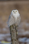 Michigan's Upper Peninsula Wildlife Picture Snowy Owl