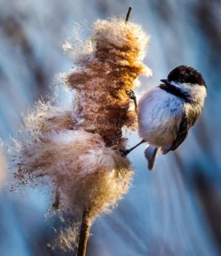 Chickadee Wildlife Print-0116