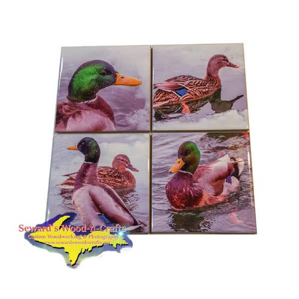 Michigan Coasters Mallard Ducks Michigan  Wildlife Coasters