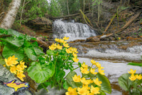 Michigan Landscape Photography Marsh Marigolds At Wagner Falls Munising, Michigan Pictured Rocks Photos