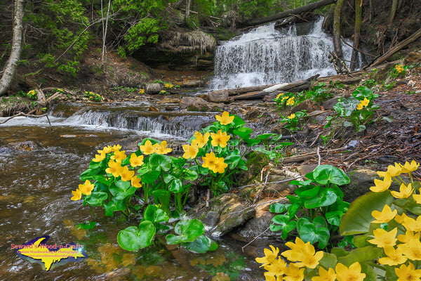 Michigan Landscape Photography Marsh Marigolds At Wagner Falls Pictured Rocks