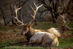 Wildlife Elk Gaylord Michigan -8332
