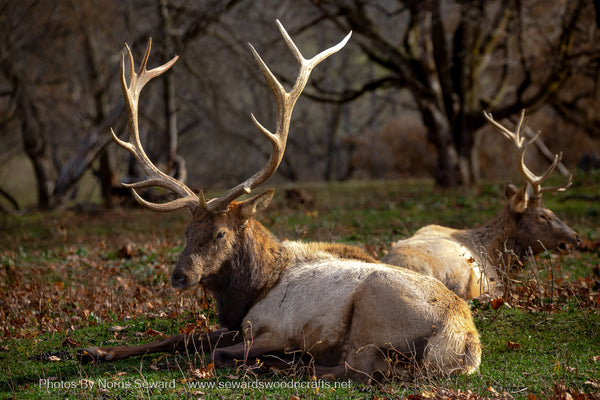 Wildlife Elk Gaylord Michigan -8332