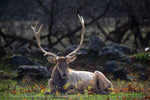 Elk in Michigan Wildlife Gaylord Michigan