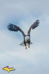 Michigan Wildlife Photography Bald Eagle in flight