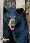 Black Bear Michigan Wildlife Photo Images For Sale Best Prices