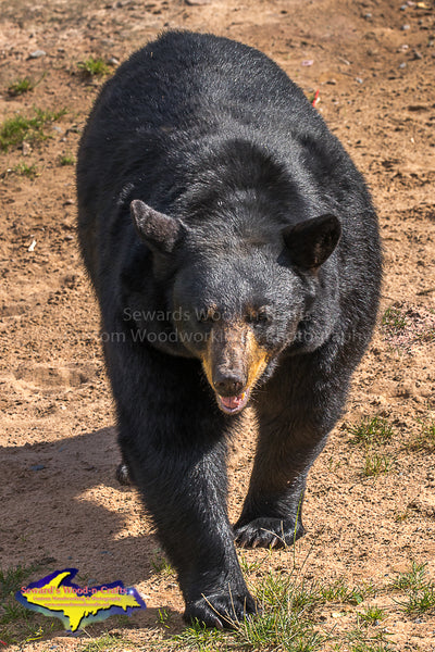Black Bear Michigan's Upper Peninsula Wildlife Photos For Sale
