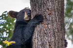 Black Bear Michigan's Upper Peninsula Wildlife Photo Images For Sale