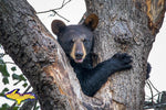 Wildlife Bear Cub-1260 ~ Michigan Photos, Prints, & Gifts