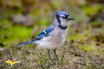 Michigan Wildlife Photography Blue Jay -1885