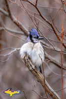 Michigan Wildlife Photography  Blue Jay all puffed up trying to stay warm