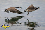 Canadian Geese Michigan Wildlife Photo Michigan's Upper Peninsula Photography